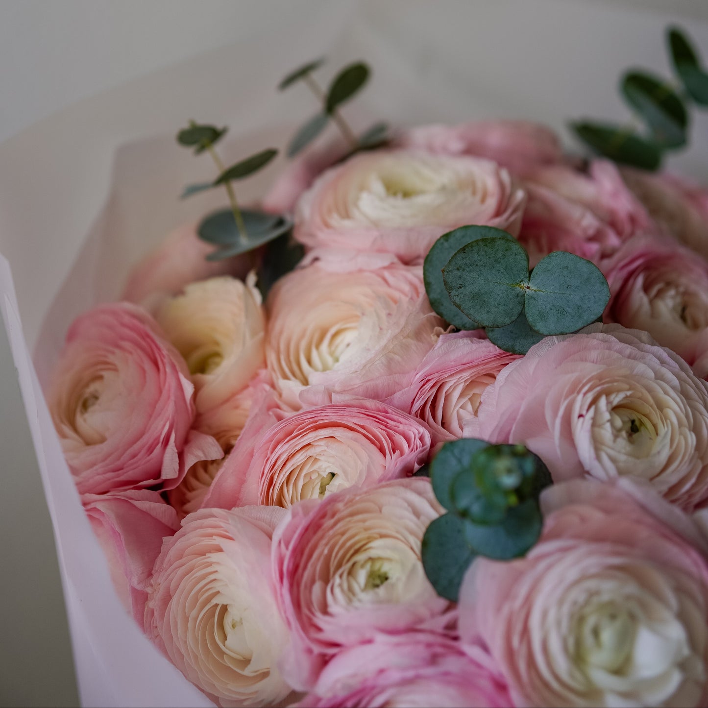 Timeless Ranunculus